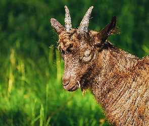 Brązowa, Koza