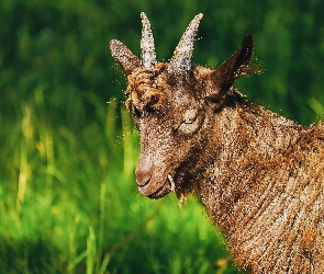 Koza, Brązowa