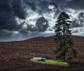 Stany Zjednoczone, Region Palouse, Budynek, Stan Waszyngton, Pola, Chmury, Ślady, Drzewo, Ciemne, Sosna