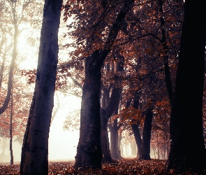 Liście, Czerwono-brązowe, Mgła, Park, Drzewa, Jesień