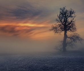 Drzewo, Wschód słońca, Mgła, Pole