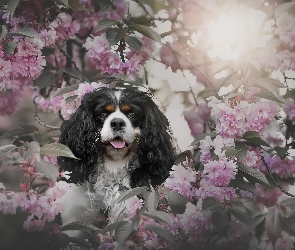 Wiśnia, Drzewo owocowe, Cavalier king charles spaniel, Gałązki, Kwiaty, Pies, Różowe