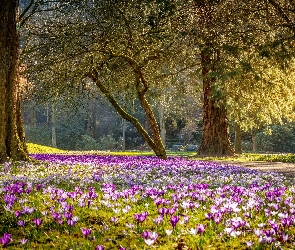 Wiosna, Krokusy, Kwiaty, Drzewa, Park