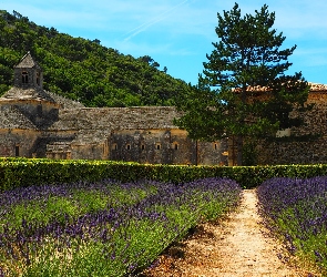 Prowansja, Gordes, Opactwo Senanque, Francja, Lawenda, Klasztor, Drzewa