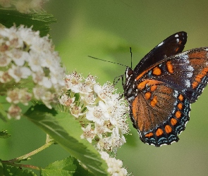 Admirał purpurowy, Kwiaty, Białe, Limenitis arthemis, Motyl