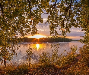 Rzeka, Wschód słońca, Drzewa, Las, Gałęzie