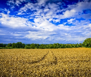 Pole, Chmury, Drzewa, Niebo, Zboże