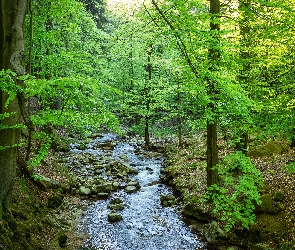 Drzewa, Wiosna, Kamienie, Potok, Las