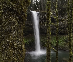 Stany Zjednoczone, Oregon, Drzewa, Wodospad South Falls, Omszałe, Silver Falls State Park