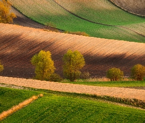 Polska, Niecka Nidziańska, Łąki, Pola, Drzewa, Ponidzie