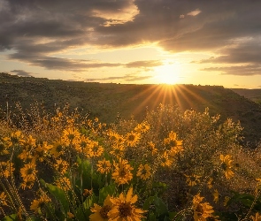 Łąka, Balsamorhiza, Pole, Kwiaty, Wschód słońca, Żółte, Chmury, Krzewy