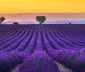 Prowansja, Valensole, Pole, Francja, Drzewa, Wschód słońca, Lawenda