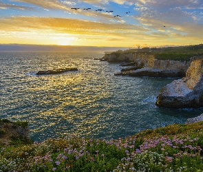 Stany Zjednoczone, Wschód słońca, Ptaki, Wybrzeże, Ocean Spokojny, Klify, Morze, Kwiaty, Kalifornia, Davenport, Hrabstwo Santa Cruz, Skały