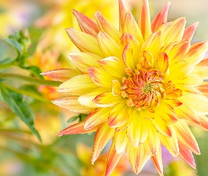 Kwiat, Dalia, Żółta