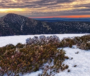 Góry, Ośnieżone, Wschód słońca, Góra Śnieżka, Śnieg, Karkonosze, Zima, Rośliny