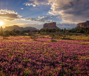 Arizona, Wschód słońca, Chmury, Stany Zjednoczone, Sedona, Fioletowe, Castilleja exserta, Skały, Łąka, Drzewa, Kwiaty, Krzewy