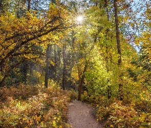 Jesień, Roślinność, Ścieżka, Promienie słońca, Krzewy, Las, Drzewa