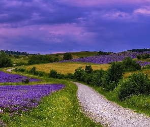 Lawenda, Uprawne, Pola, Zmierzch, Krzewy, Trawa, Droga, Łąki