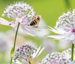 Kwiaty, Pszczoła, Jarzmianka