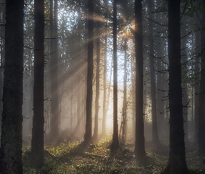 Słoneczne, Przebijające światło, Las, Drzewa