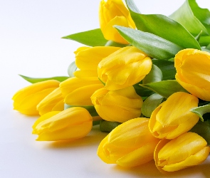 Tulipany, Białe tło, Żółte