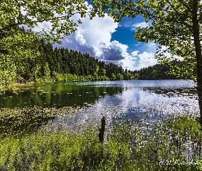 Niebo, Drzewa, Jezioro, Zielone