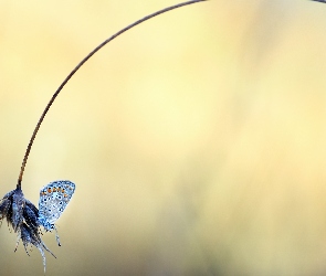 Modraszek ikar, Trawa, Źdźbło, Roślina, Motyl