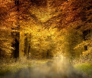 Las, Drzewa, Zarośla, Rzeka, Mgła, Jesień
