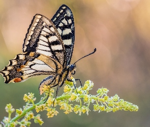 Makro, Roślina, Motyl, Paź królowej