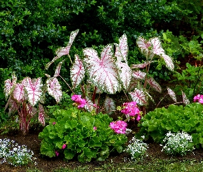 Kwiatki, Białe, Kwiaty, Kaladium dwubarwne, Różowe, Pelargonie