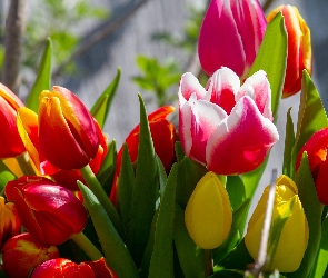 Tulipany, Zbliżenie, Kwiaty, Kolorowe