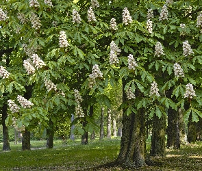 Kasztanowce, Kwitnące, Wiosna, Park
