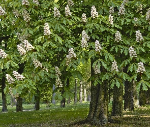 Wiosna, Kasztanowce, Kwitnące, Park