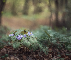 Las, Liście, Niebieskie, Kwiatki