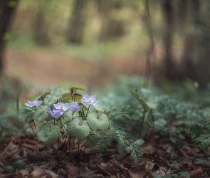 Niebieskie, Las, Liście, Kwiatki