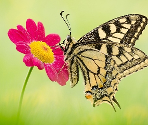 Paź królowej, Makro, Czerwony, Kwiatek, Motyl