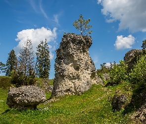Drzewa, Kamienie, Skały, Niemcy, Wen Valley, Dolina, Jura Szwabska, Trawa