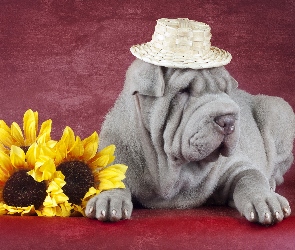 Shar pei, Słoneczniki, Kapelusz, Słomkowy, Pies