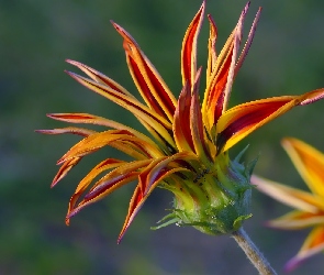 Gazania, Kwitnąca