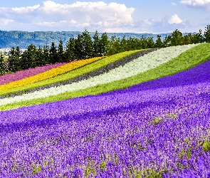 Kwiaty, Lawenda, Pole, Japonia, Nakafurano, Tomita Farm, Hokkaido, Kolorowe