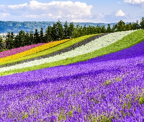 Lawenda, Tomita Farm, Pole, Kwiaty, Hokkaido, Kolorowe, Japonia, Nakafurano