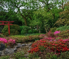 Różaneczniki, Strumyk, Ogród japoński, Drzewa