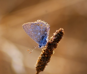 Trawy, Źdźbło, Motyl, Modraszek ikar