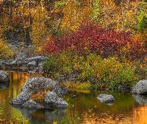 Las, Kamienie, Krzewy, Rzeka, Jesień
