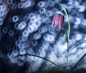 Szachownica kostkowata, Bokeh, Kwiat