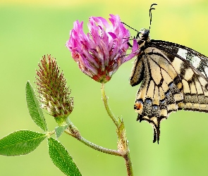 Paź królowej, Makro, Koniczyna, Kwiat, Motyl