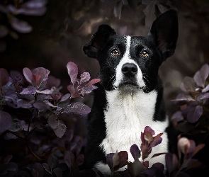 Border collie krótkowłosy, Liście, Pies