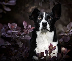 Pies, Liście, Border collie krótkowłosy