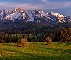 Góry, Powiat nowotarski, Drzewa, Polska, Łąka, Lasy, Ośnieżone, Tatry, Wieś Łapszanka