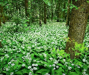 Wiosna, Czosnek niedźwiedzi, Kwiaty, Las